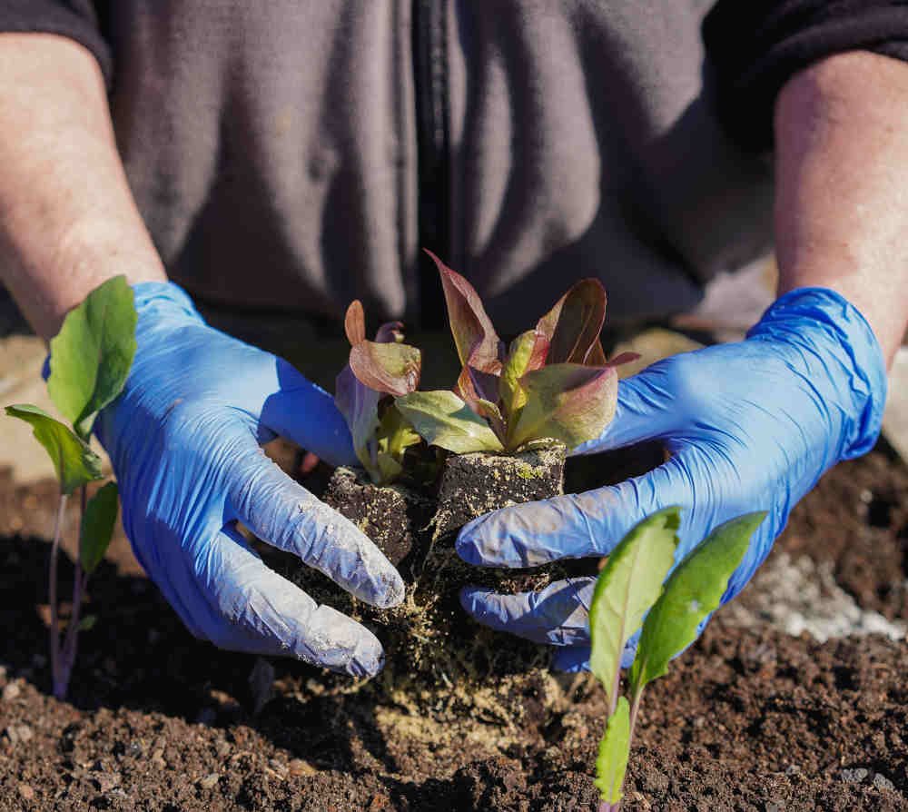 garden-planting wexford 2