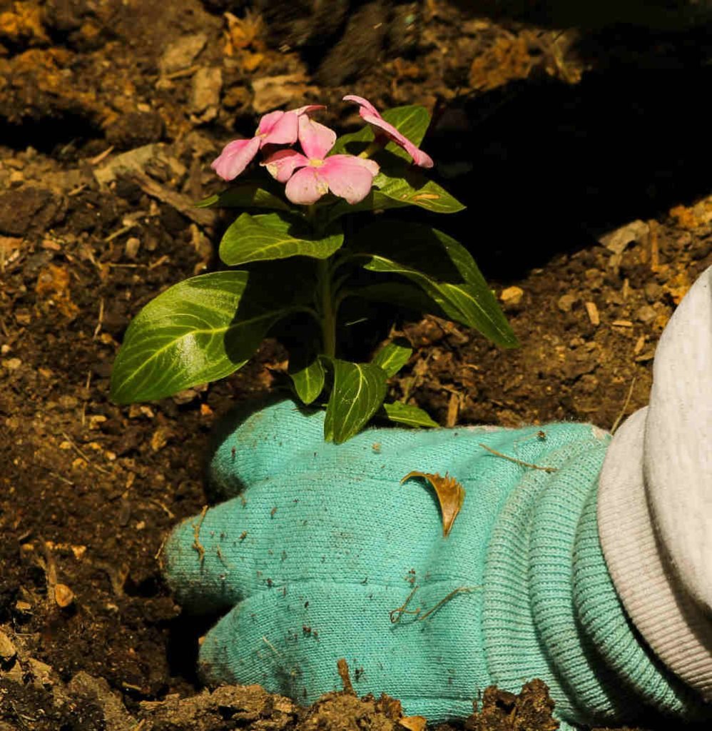 garden-planting wexford 3