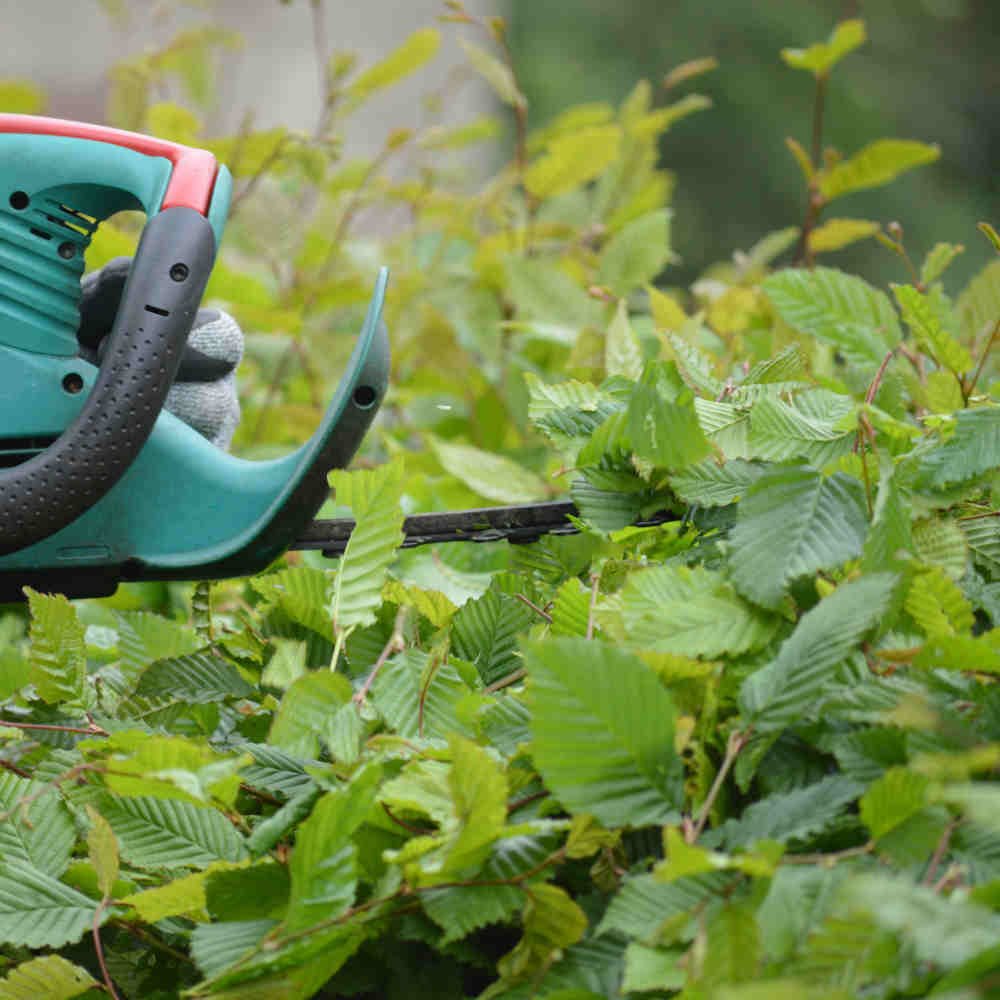 hedge cutting wexford 2