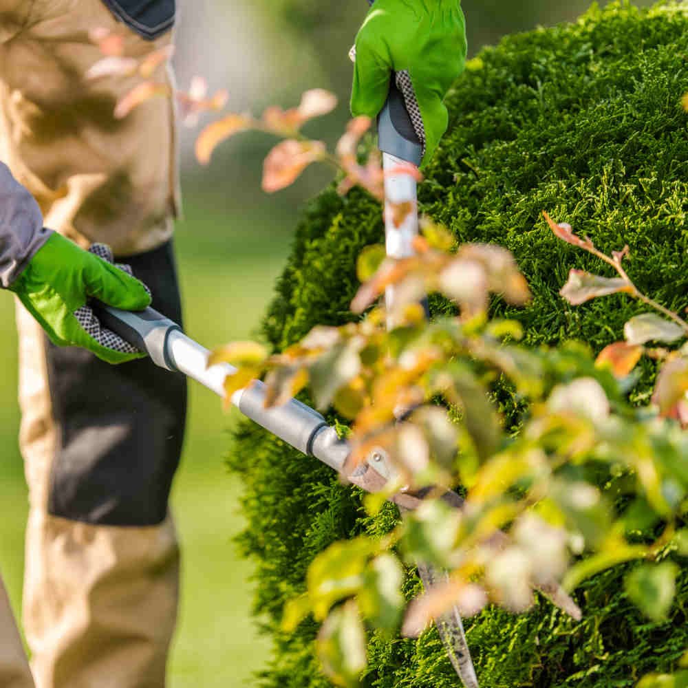 hedge cutting wexford 3