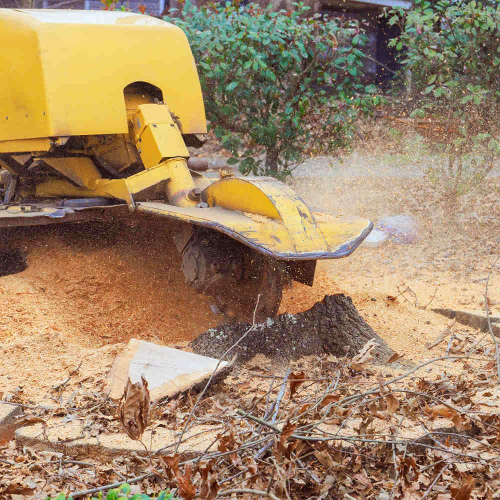 tree stump removal wexford 2